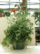 зелений Птерис (Pteris) Кімнатні рослини фото