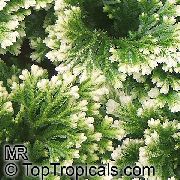 Selaginella Растение на петна