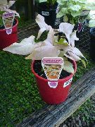 striebristý Syngonium  Izbové Rastliny fotografie