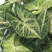 gesprenkelt Syngonium  Zimmerpflanzen foto