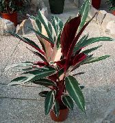 Triostar, Never-Never Plant Planta variegado