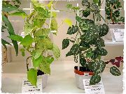 комнатные растения Сциндапсус Сциндапсус золотистый - Scindapsus aureus (слева), Сциндапсус расписной - Scindapsus pictus (справа)