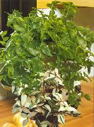 绿 紫露草， (Tradescantia) 室内植物 照片