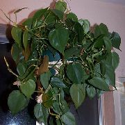 πράσινος Philodendron Λιάνα (Philodendron  liana) φυτά εσωτερικού χώρου φωτογραφία
