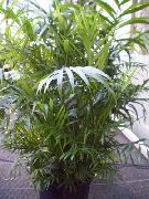 зелен Бамбук Дланта (Chamaedorea) Стайни растения снимка
