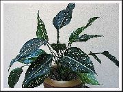 ποικιλόχρους Αγλαόνημα, Ασήμι Αειθαλής (Aglaonema) φυτά εσωτερικού χώρου φωτογραφία