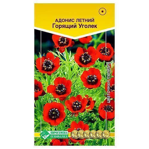 ���� ������ ������� ������ ����������   ������ ������