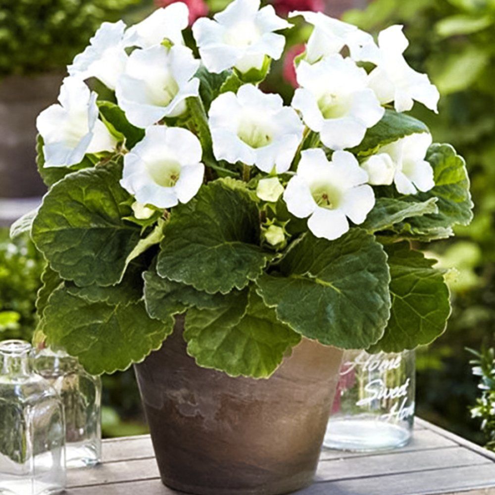 ���� ��������� �������   ������ ������