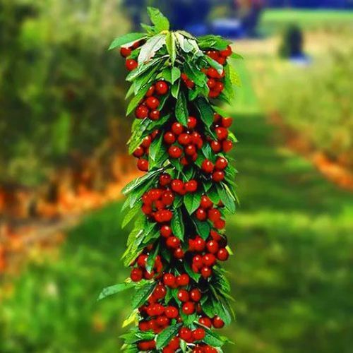 ���� ����� ������������ ��������   ������ ������