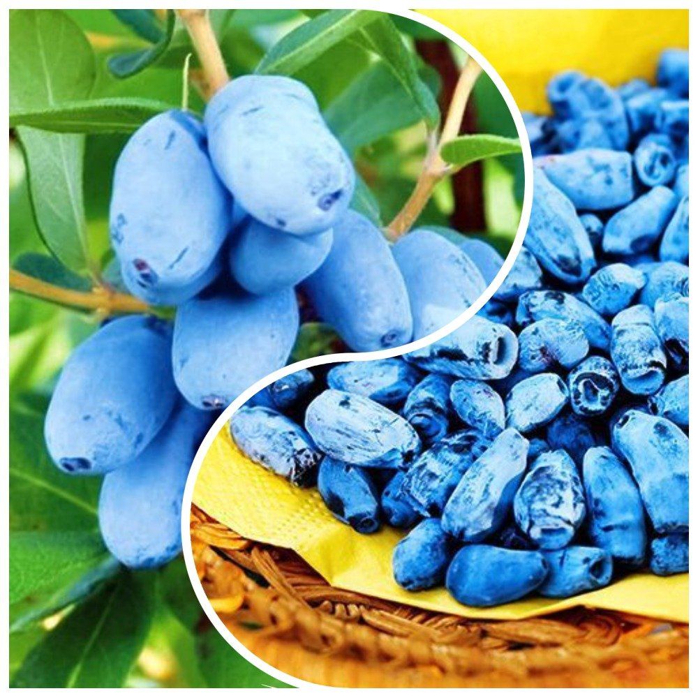 ���� �����������! �������� ��������� ��������� 