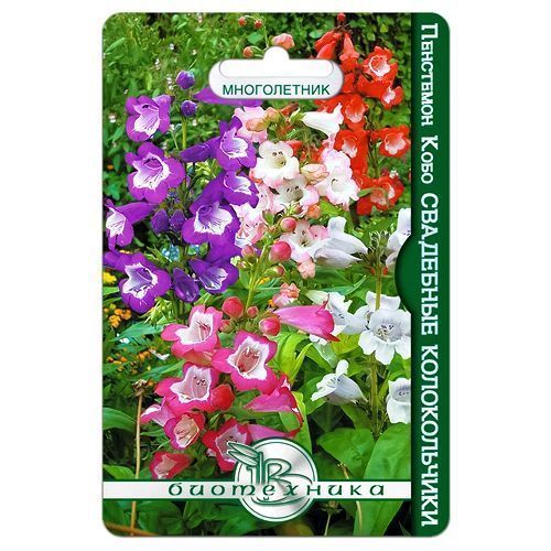 ���� ��������� ���� ��������� ������������, ����� ������� ����������   ������ ������