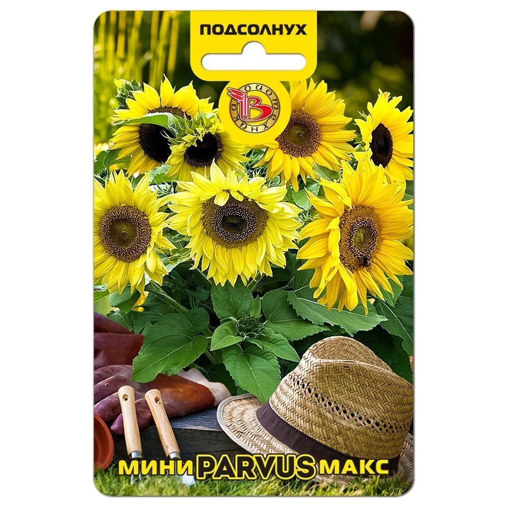 ���� ��������� ���������� ����-���� Parvus ����������   ������ ������