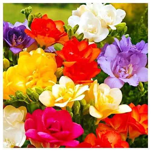 ���� ������ �������� ������ ������, ����   ������ ������