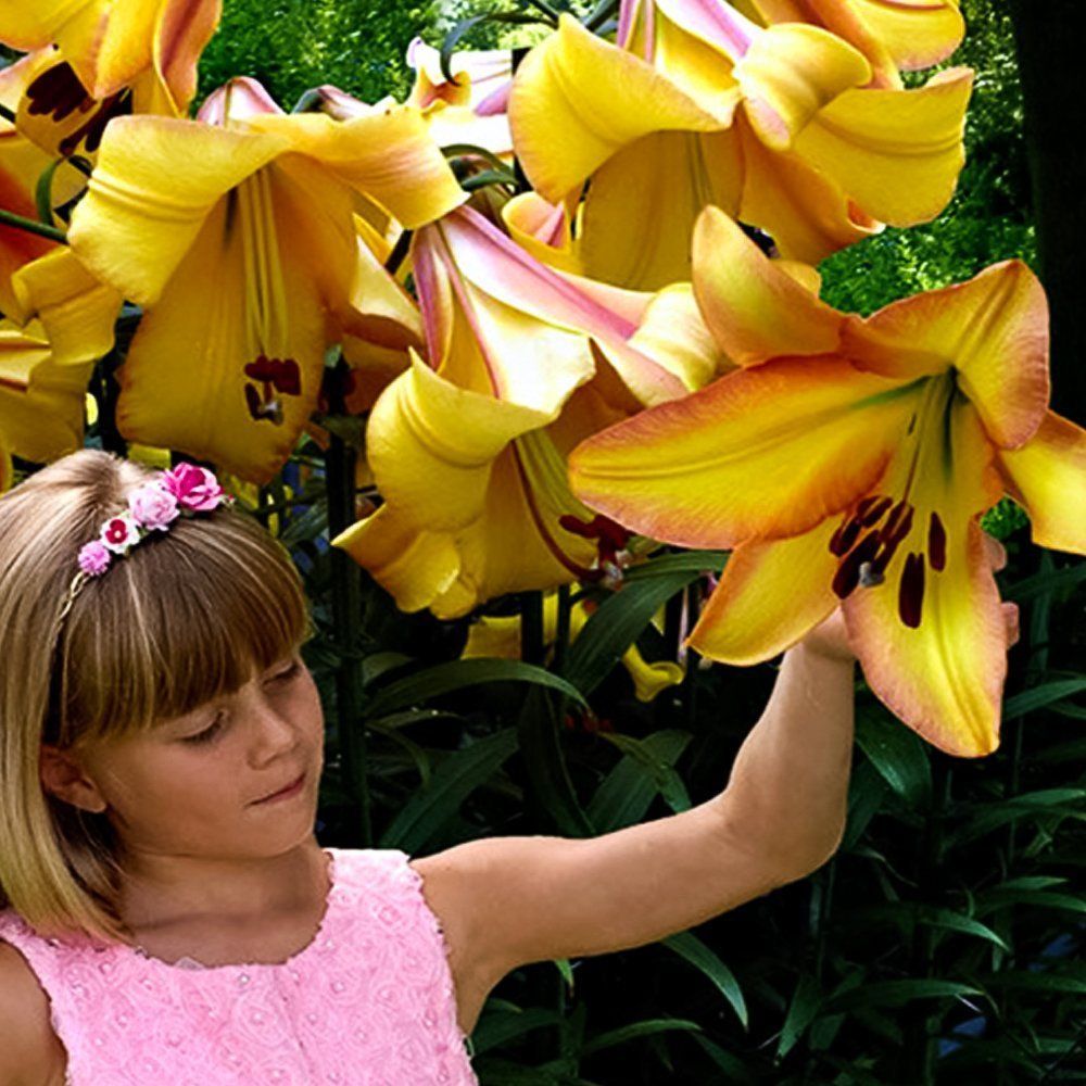 ���� ����� ��-������ ������� ���   ������ ������