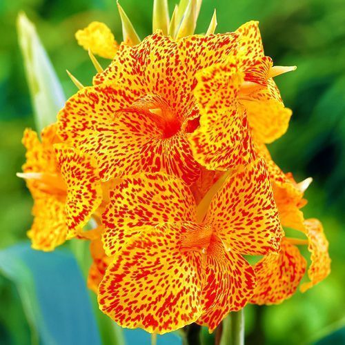 ���� ����� �������   ������ ������