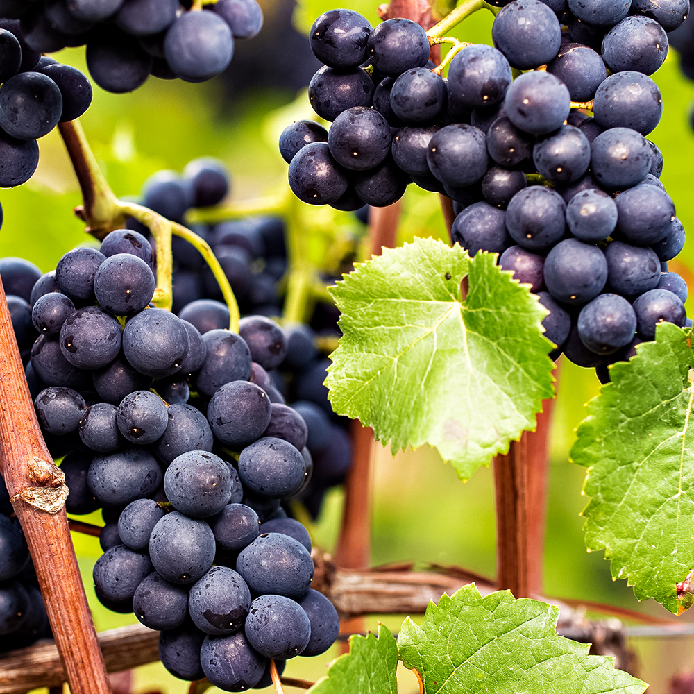 ���� �������� ���������� ������� ����������   ������ ������