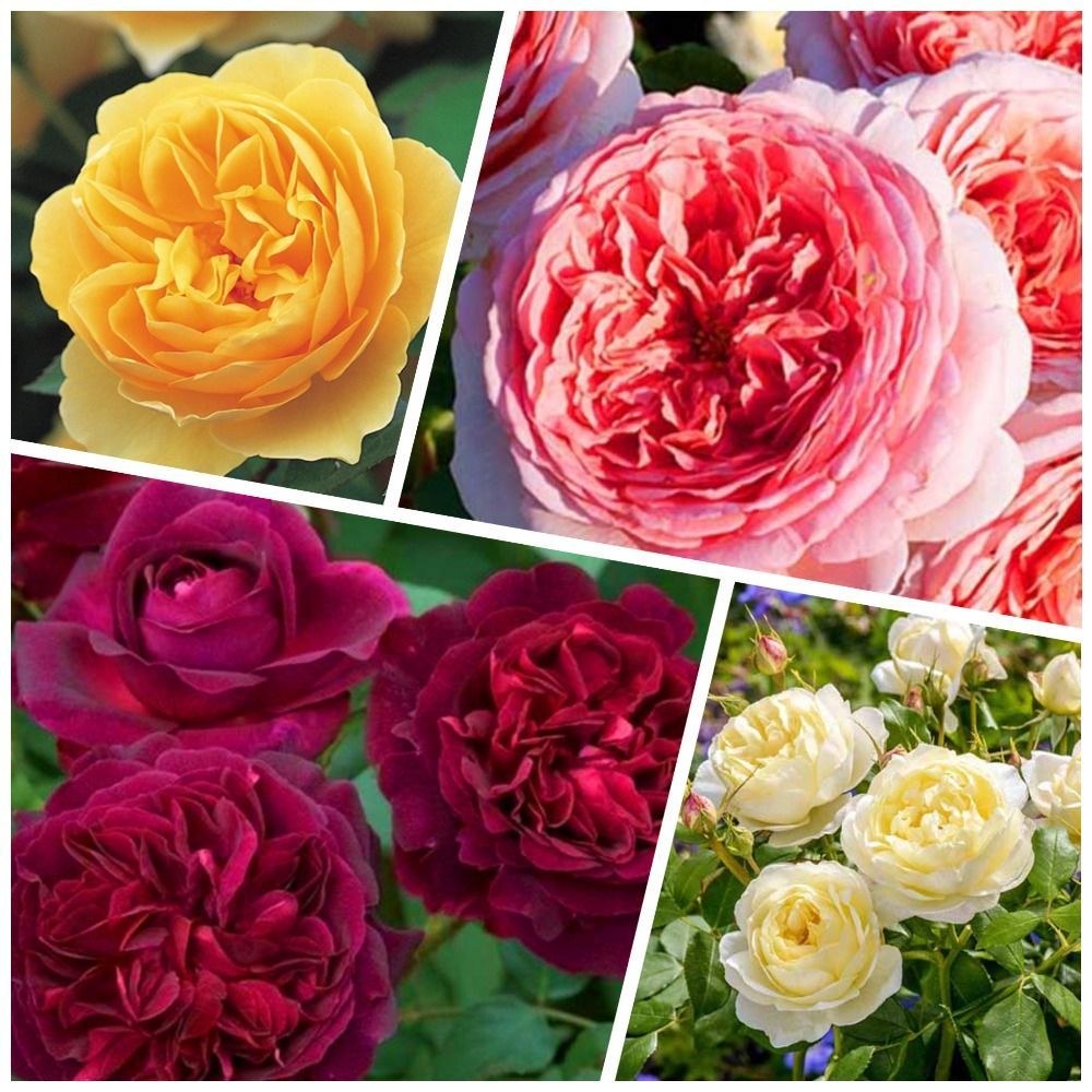 ���� �����������! �������� ���������� ��� 