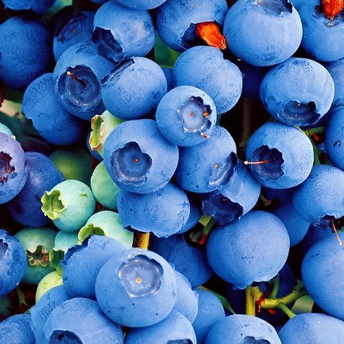 ���� �������� �������   ������ ������