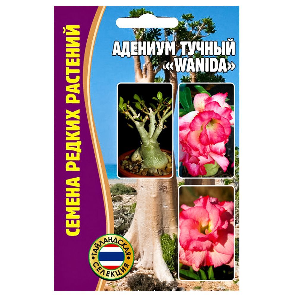 ���� ������� Wanida ������ ������   ������ ������