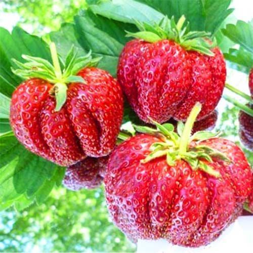 ���� ��������� ������������� ��������������   ������ ������