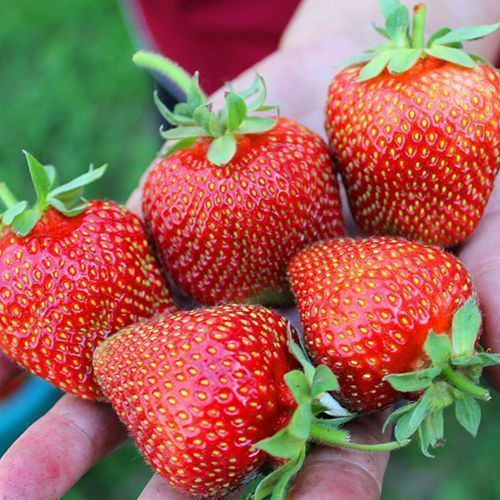 ���� ��������� ������������� ��� ��������   ������ ������