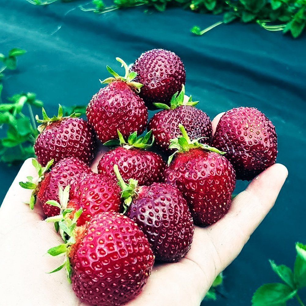 ���� ��������� ������������� ��������� ����   ������ ������