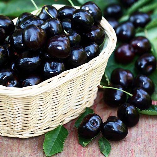 ���� ������� ������ �����   ������ ������