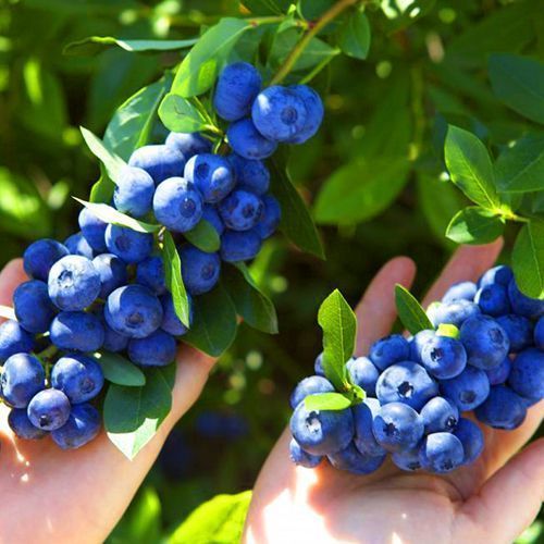 ���� �������� ������������ �������   ������ ������