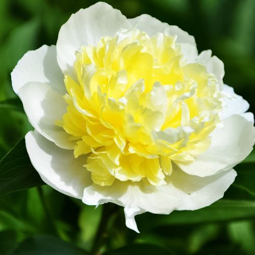 ���� ���� ����� ������   ������ ������