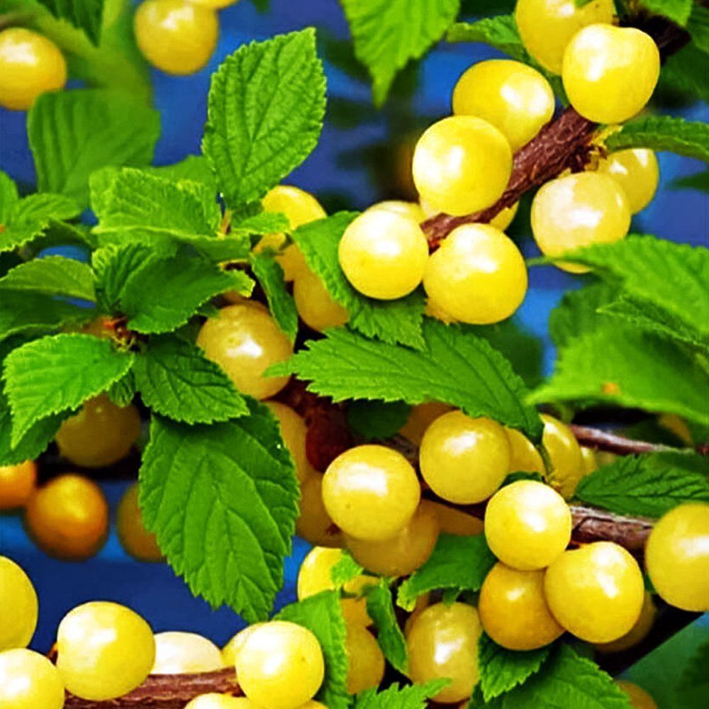 ���� ����� ��������� �����   ������ ������