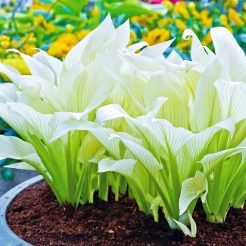 ���� ����� ���� �����   ������ ������