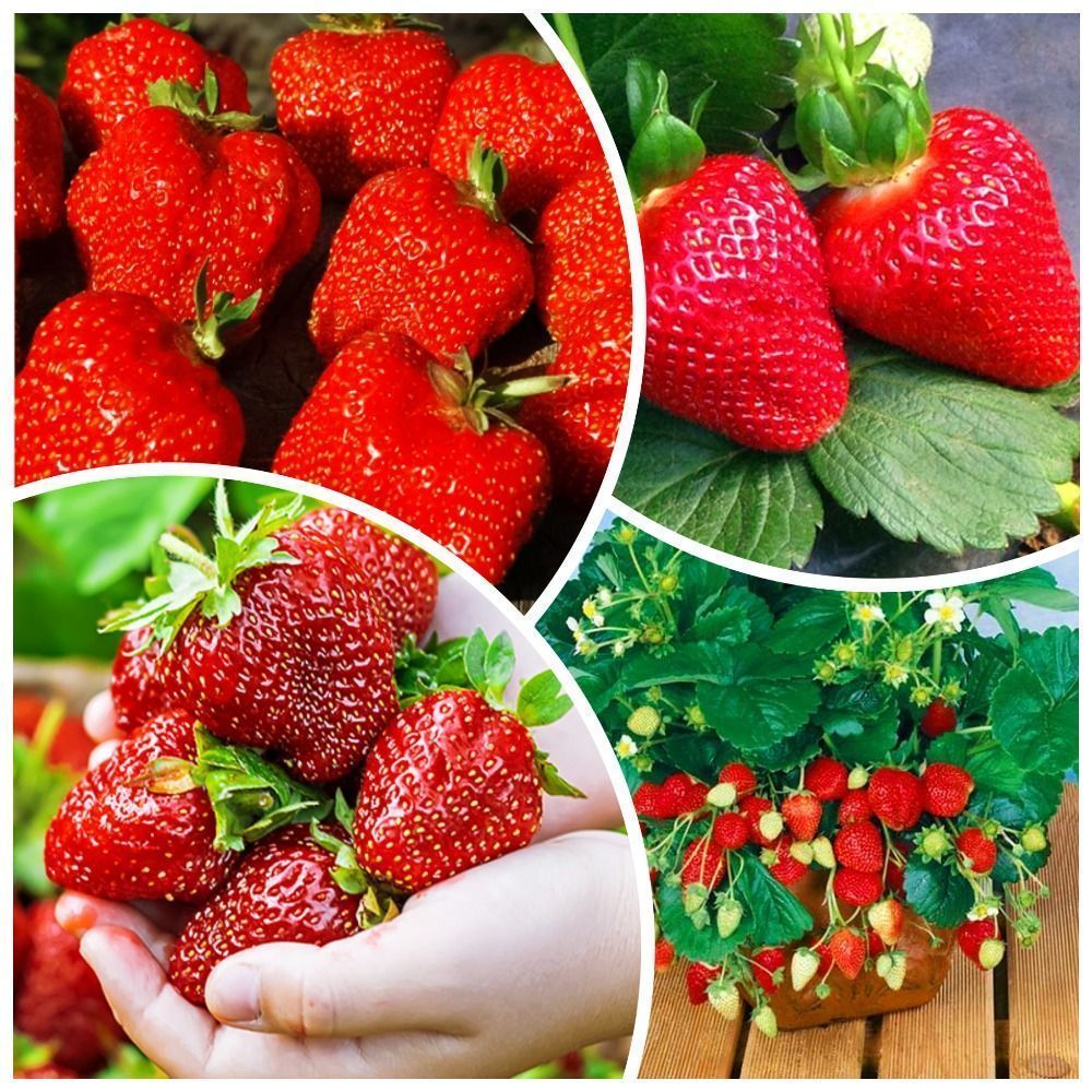 ���� �����������! �������� ��������� 