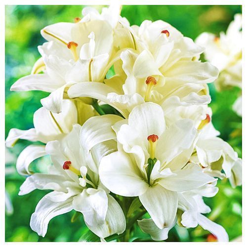 ���� ����� ��������� �������� �������� ����   ������ ������