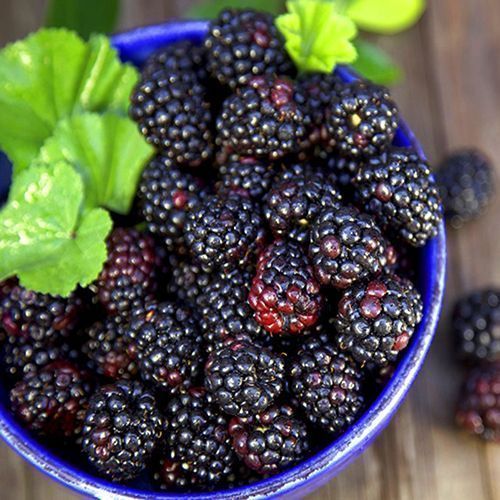 ���� ������ ������ ����������   ������ ������