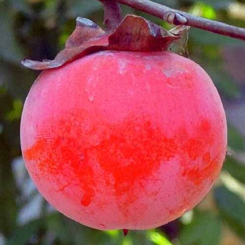 ���� ����� ��������� ��������   ������ ������