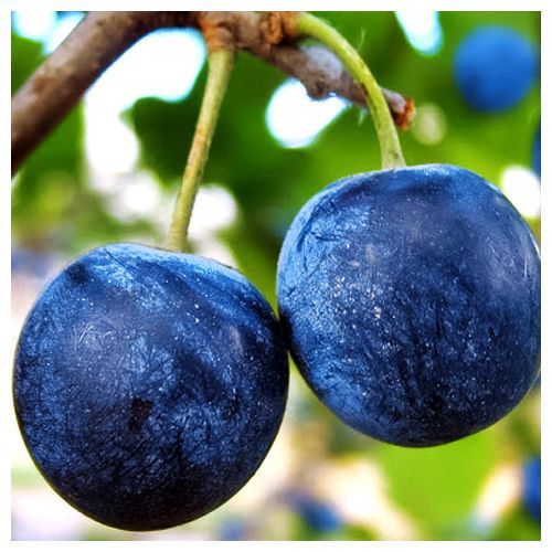 ���� ����� ���� �����   ������ ������