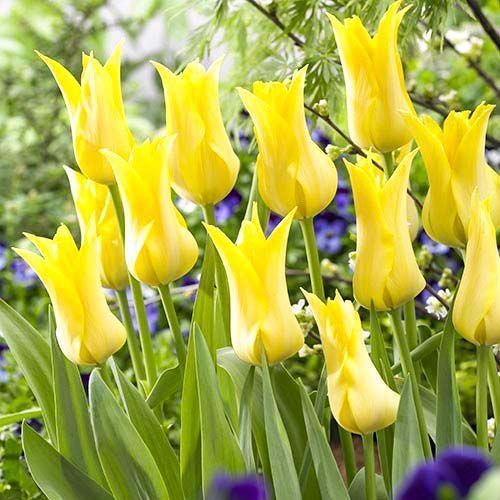 ���� ������� ������������ ������� ����   ������ ������