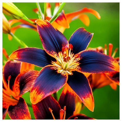 ���� ����� ��������� ������� ������   ������ ������