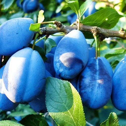 ���� ����� �������� �������   ������ ������