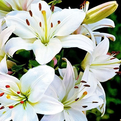 ���� ����� ��������� ������   ������ ������