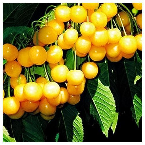 ���� ������� ������������ ������   ������ ������