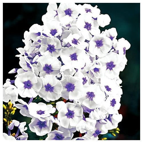 ���� ����� ����������� ��� ���   ������ ������