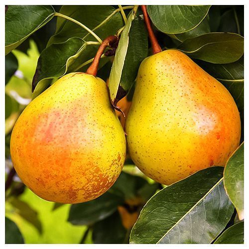 ���� ����� �������   ������ ������