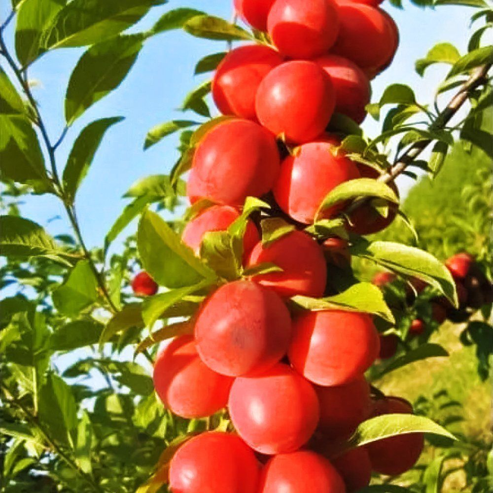 ���� ����� ������������   ������ ������