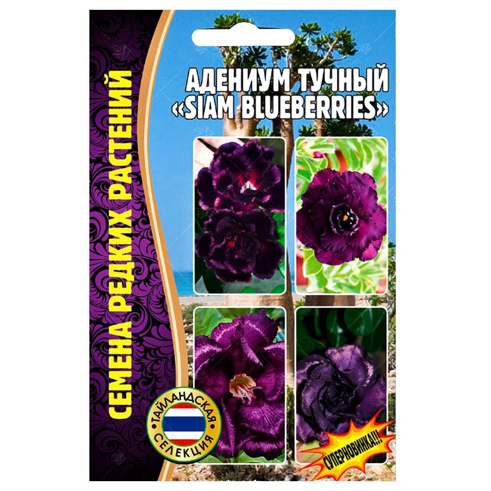 ���� ������� Siam Blueberries ������ ������   ������ ������