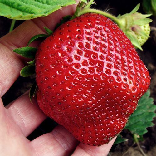 ���� ��������� ������������� �����   ������ ������