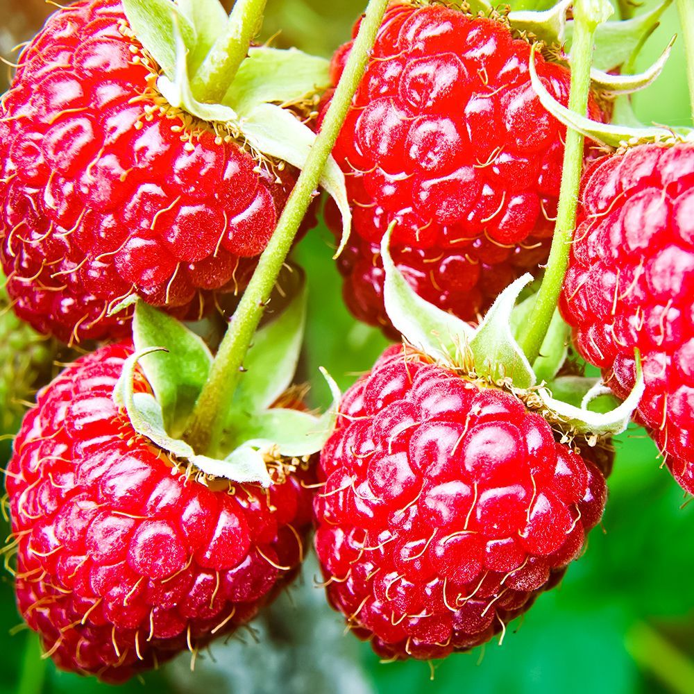 ���� ������ ������������� ��� �������� ������   ������ ������