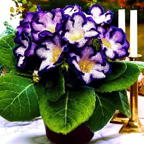 ���� ��������� ������� ���   ������ ������