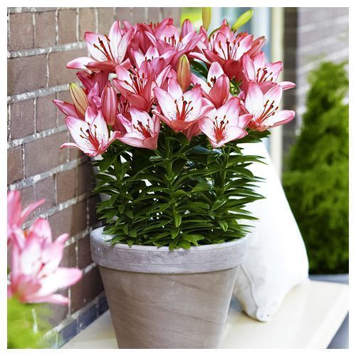 ���� ����� ��������� ��������� �������� ����   ������ ������