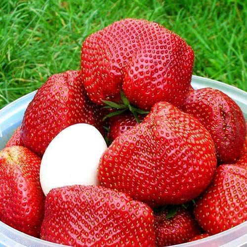 ���� ��������� ������������� ������   ������ ������